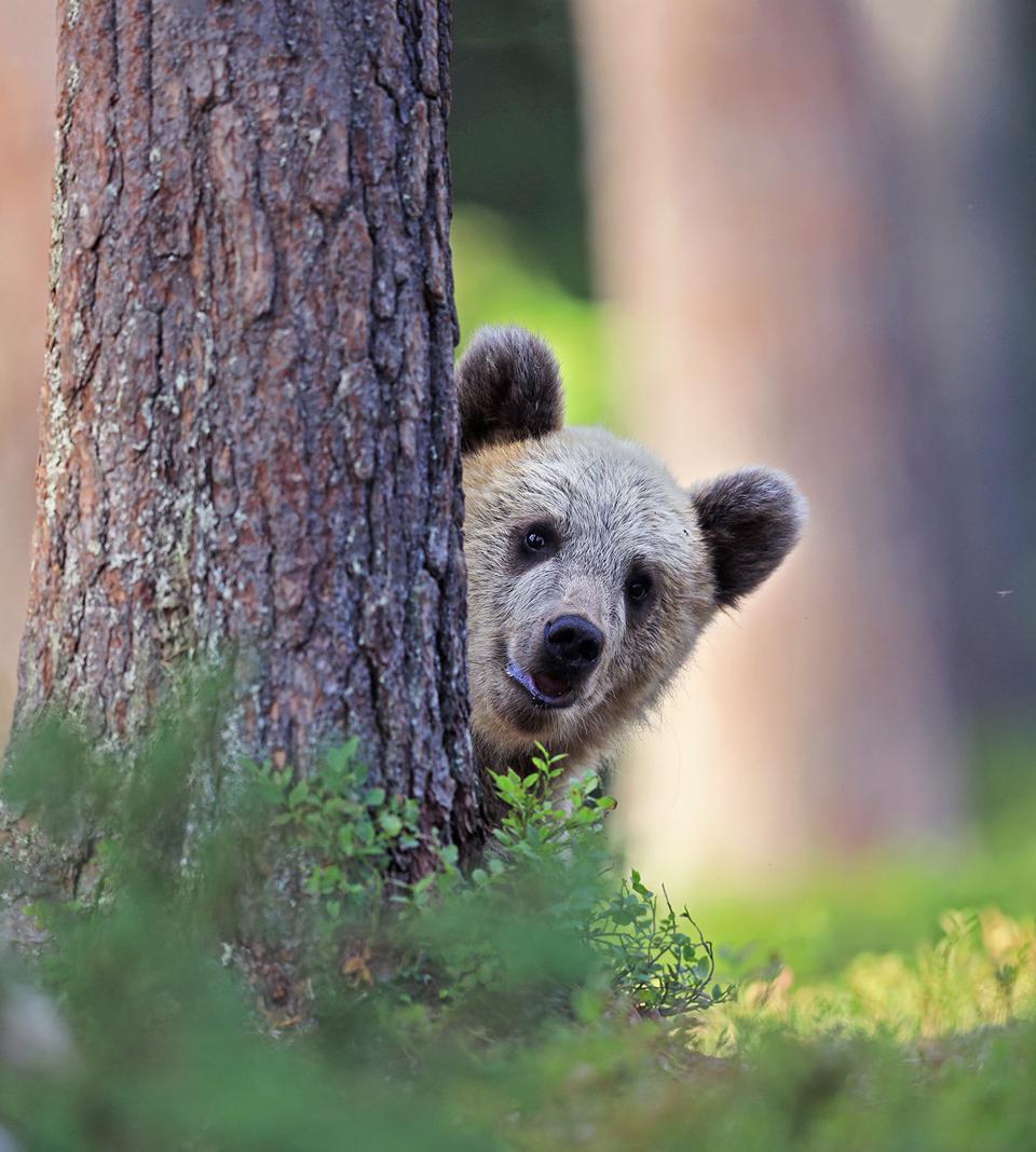 Funny photo of a brown bear behind a tree.