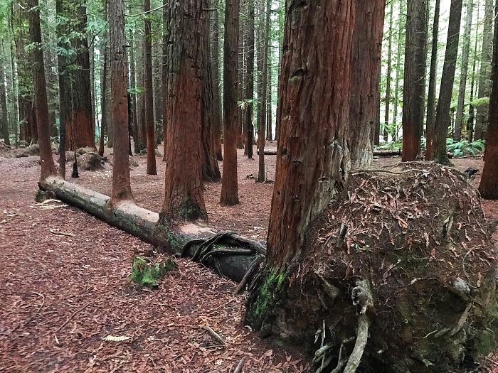 Trees That Refused To Die