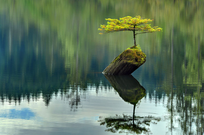 Trees That Refused To Die