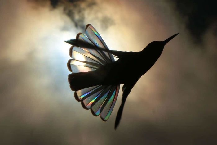 Hummingbird Wings Rainbow Light by Christian Spencer