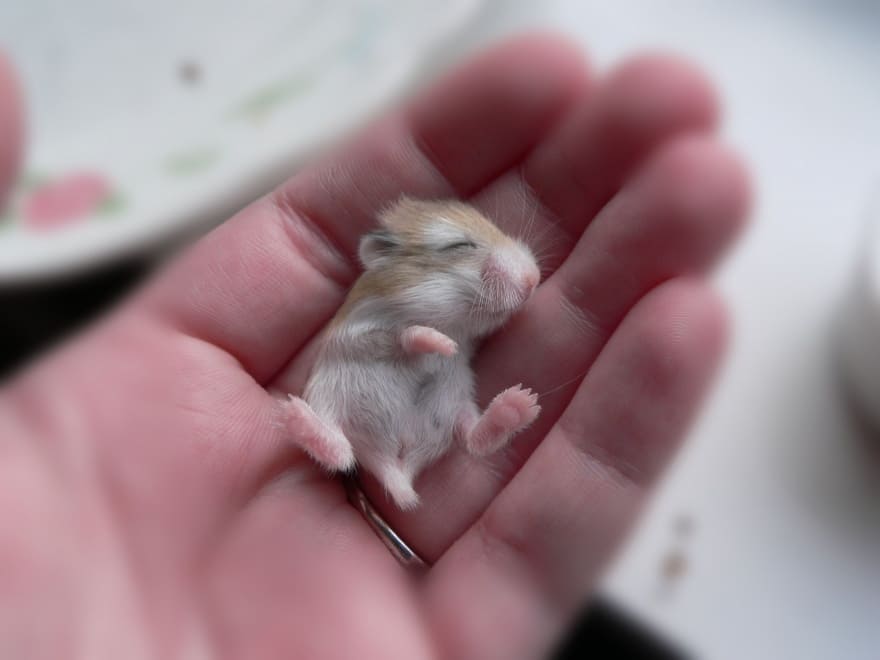 Tiny Baby Animals