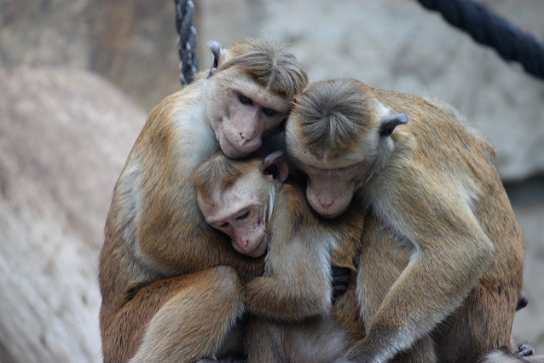 40 Photos Of Animals In Love That Can Melt Even A Frozen Heart