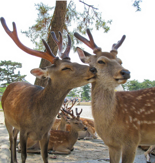 40 Photos Of Animals In Love That Can Melt Even A Frozen Heart