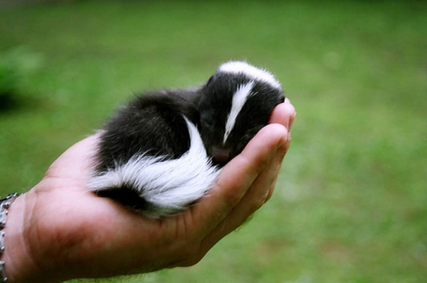 Tiny Baby Animals