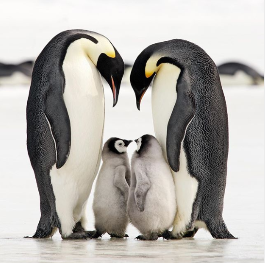 40 Photos Of Animals In Love That Can Melt Even A Frozen Heart