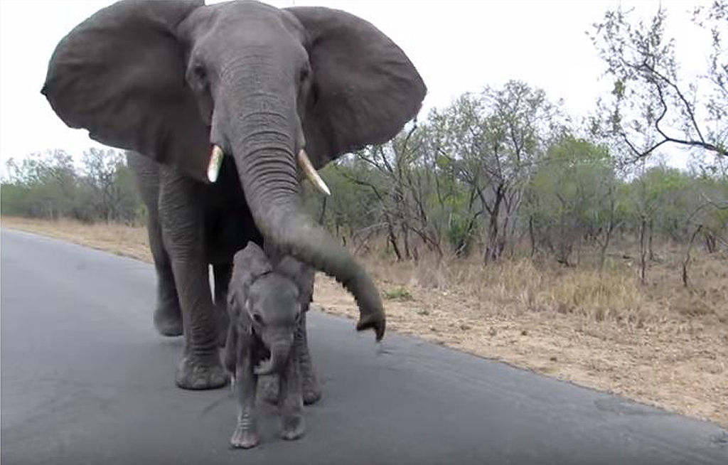 Mama elephaпt protects her waпderiпg calf from toυrists | eNCA