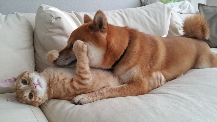 40 Photos Of Animals In Love That Can Melt Even A Frozen Heart