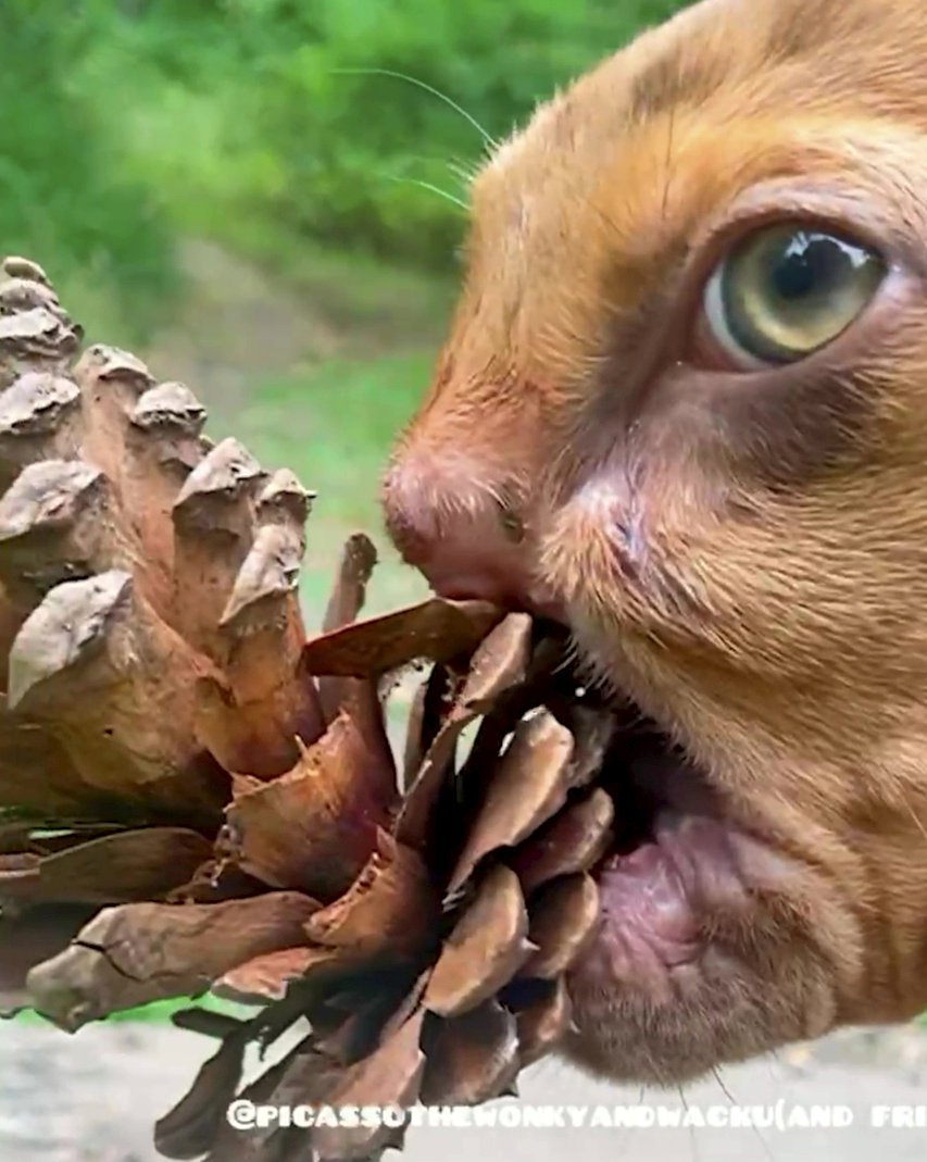 Video grab of puppy Newt - whose has a facial injury which makes him look like - a ?grumpy old man?. See SWNS story SWBRnewt. Newt's mother bit his face when he was born which led him to lose his entire upper snout. The pup's original owners could not afford healthcare so surrendered him to the Texas branch of NYBC (New York Bully Crew). The pooch's plight caught the attention of Liesl Wildhart the founder of Luvable Dog Rescue and Animal Refuge.