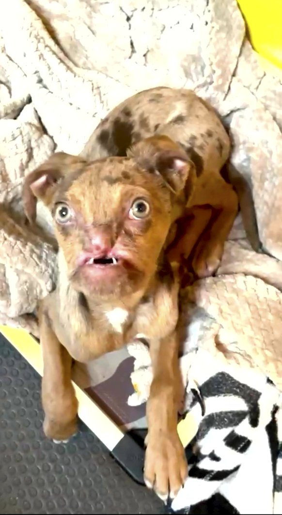 Video grab of puppy Newt - whose has a facial injury which makes him look like - a ?grumpy old man?. See SWNS story SWBRnewt. Newt's mother bit his face when he was born which led him to lose his entire upper snout. The pup's original owners could not afford healthcare so surrendered him to the Texas branch of NYBC (New York Bully Crew). The pooch's plight caught the attention of Liesl Wildhart the founder of Luvable Dog Rescue and Animal Refuge.