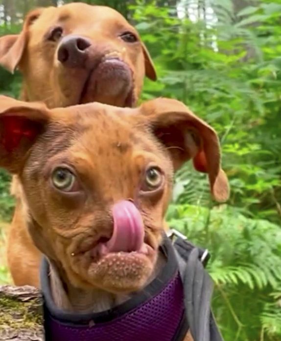 Video grab of puppy Newt - whose has a facial injury which makes him look like - a ?grumpy old man?. See SWNS story SWBRnewt. Newt's mother bit his face when he was born which led him to lose his entire upper snout. The pup's original owners could not afford healthcare so surrendered him to the Texas branch of NYBC (New York Bully Crew). The pooch's plight caught the attention of Liesl Wildhart the founder of Luvable Dog Rescue and Animal Refuge.