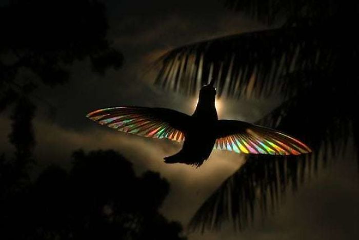 Hummingbird Wings Rainbow Light by Christian Spencer