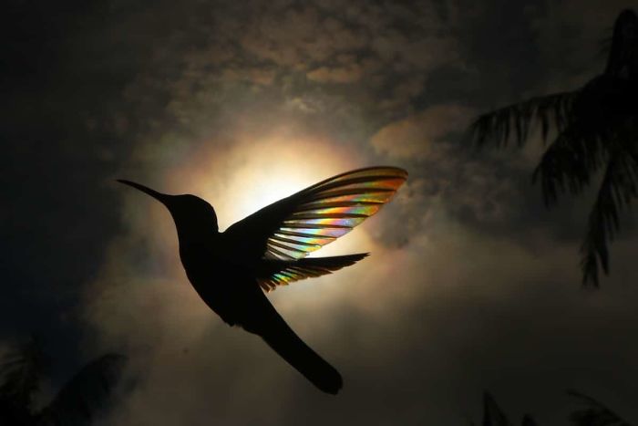 Hummingbird Wings Rainbow Light by Christian Spencer