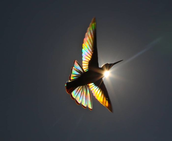 Hummingbird Wings Rainbow Light by Christian Spencer