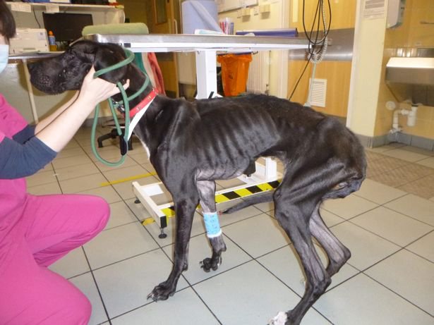 A pair of 'hoarders' have been banned from keeping animals for life after they starved four dogs as they did not want them to go to the toilet in their South London flat. Shuman Rashid, 49, and Suzanne Wimbledon, 42, neglected their large dogs to the extent that they were so emaciated they could barely walk.