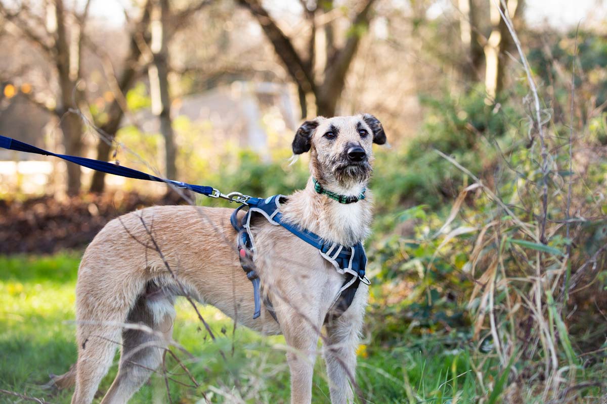 steve the lurcher