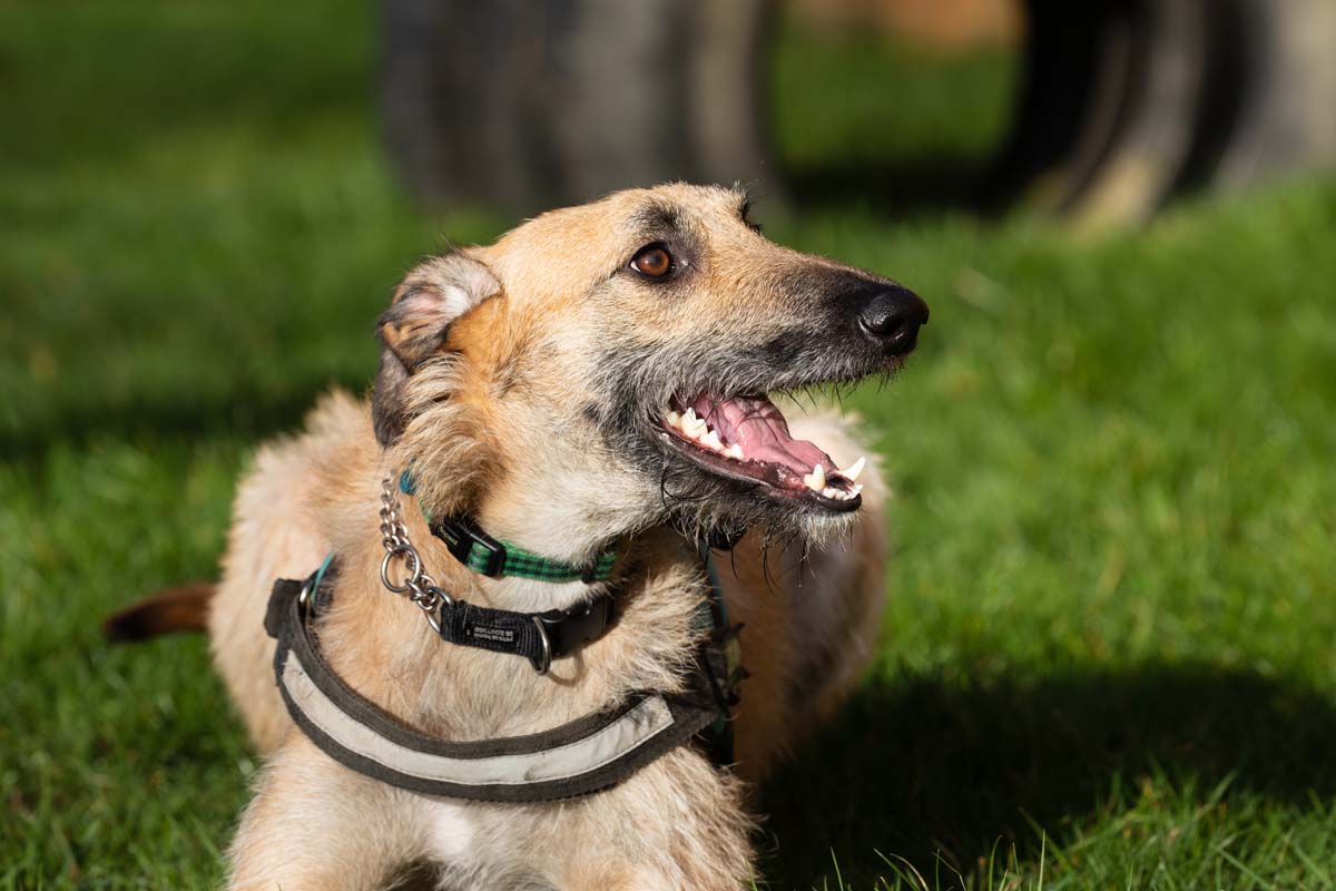 steve the lurcher