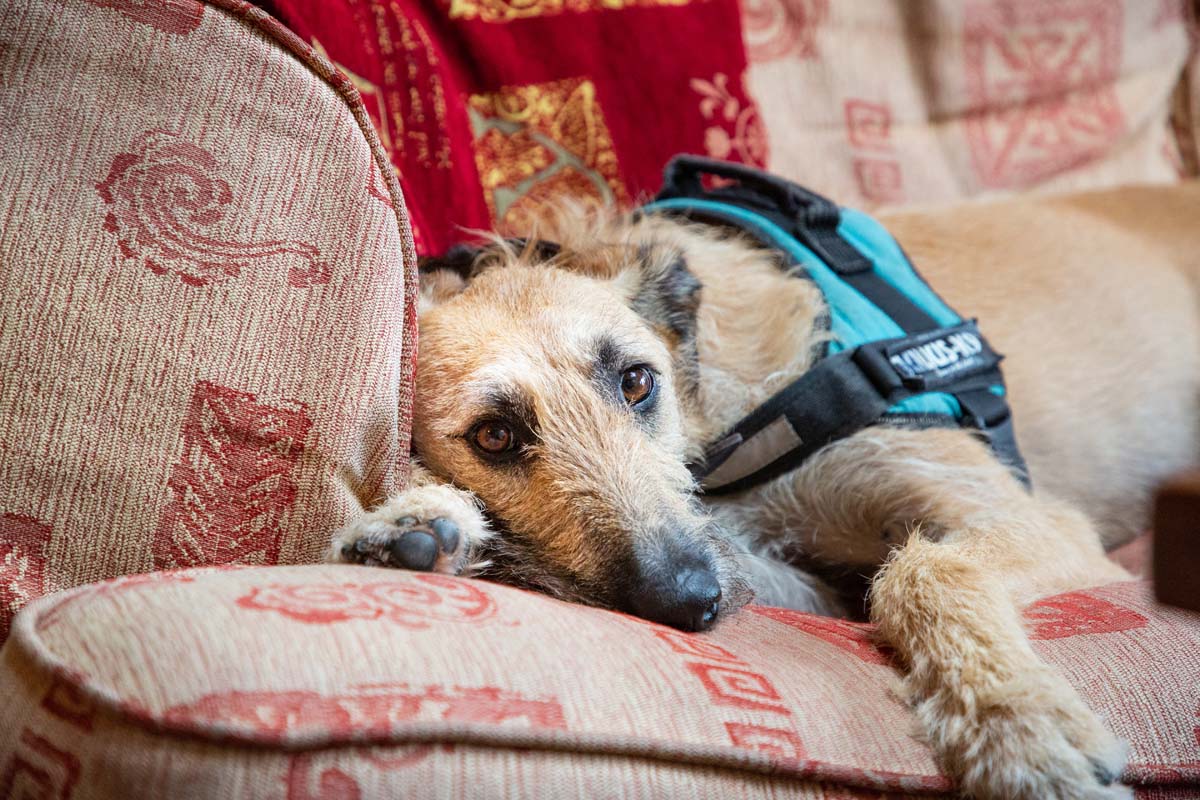 steve the lurcher at home