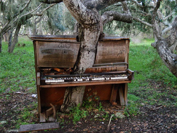 Trees That Refused To Die