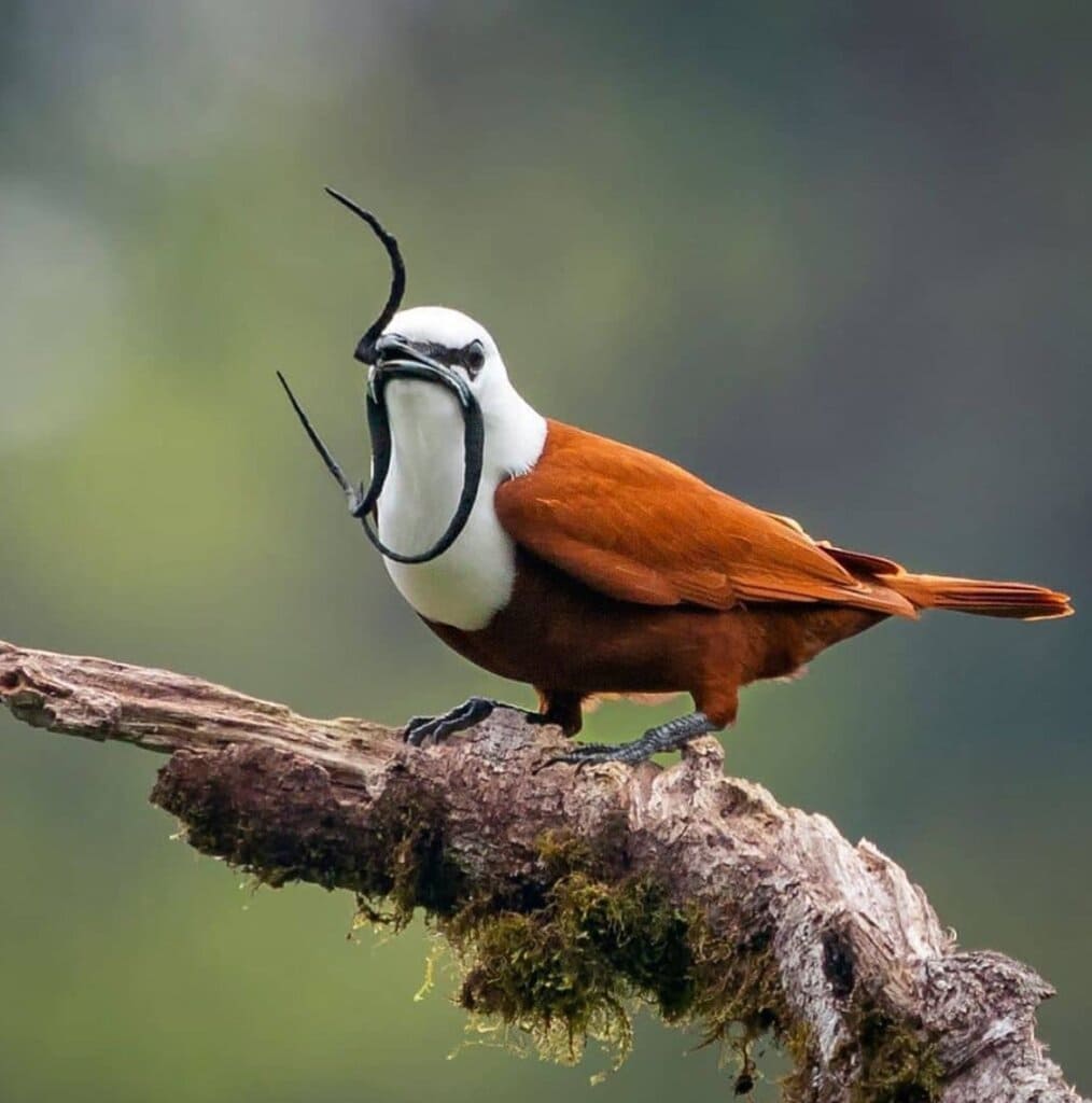 Three-Wattled Bellbird