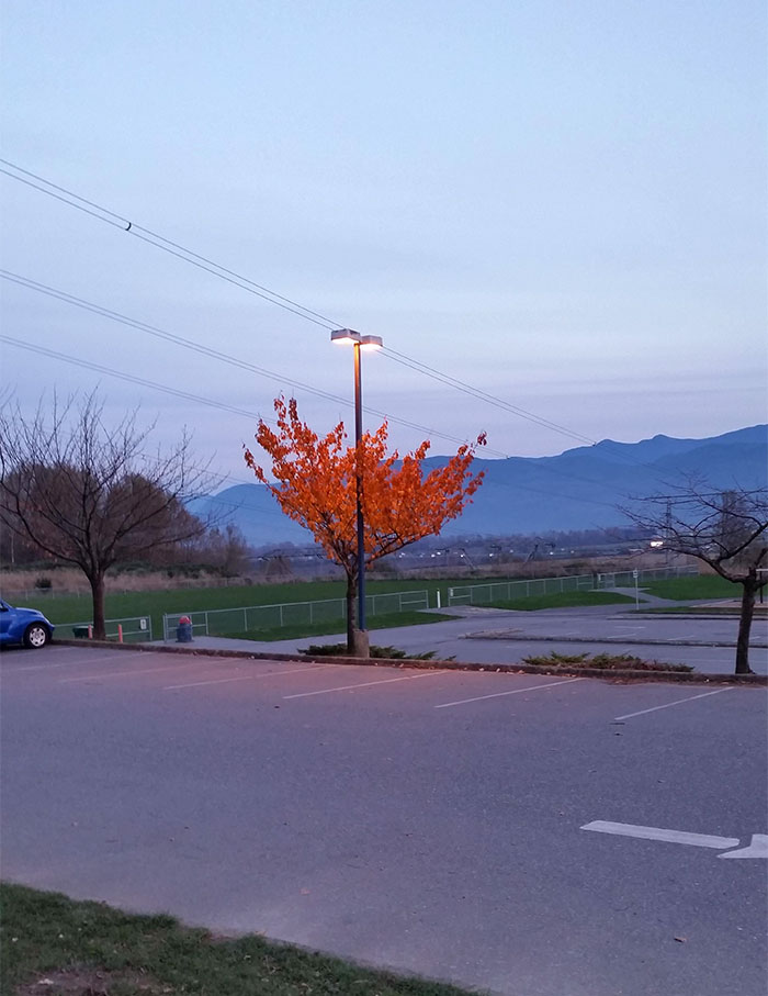 Trees That Refused To Die