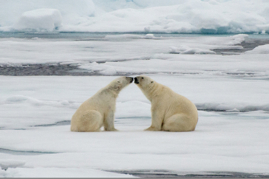 40 Photos Of Animals In Love That Can Melt Even A Frozen Heart