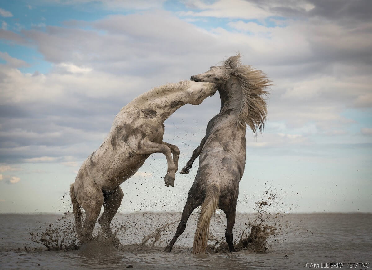 Winners of The Nature Conservancy 2018 Global Photo Contest 1 (1)