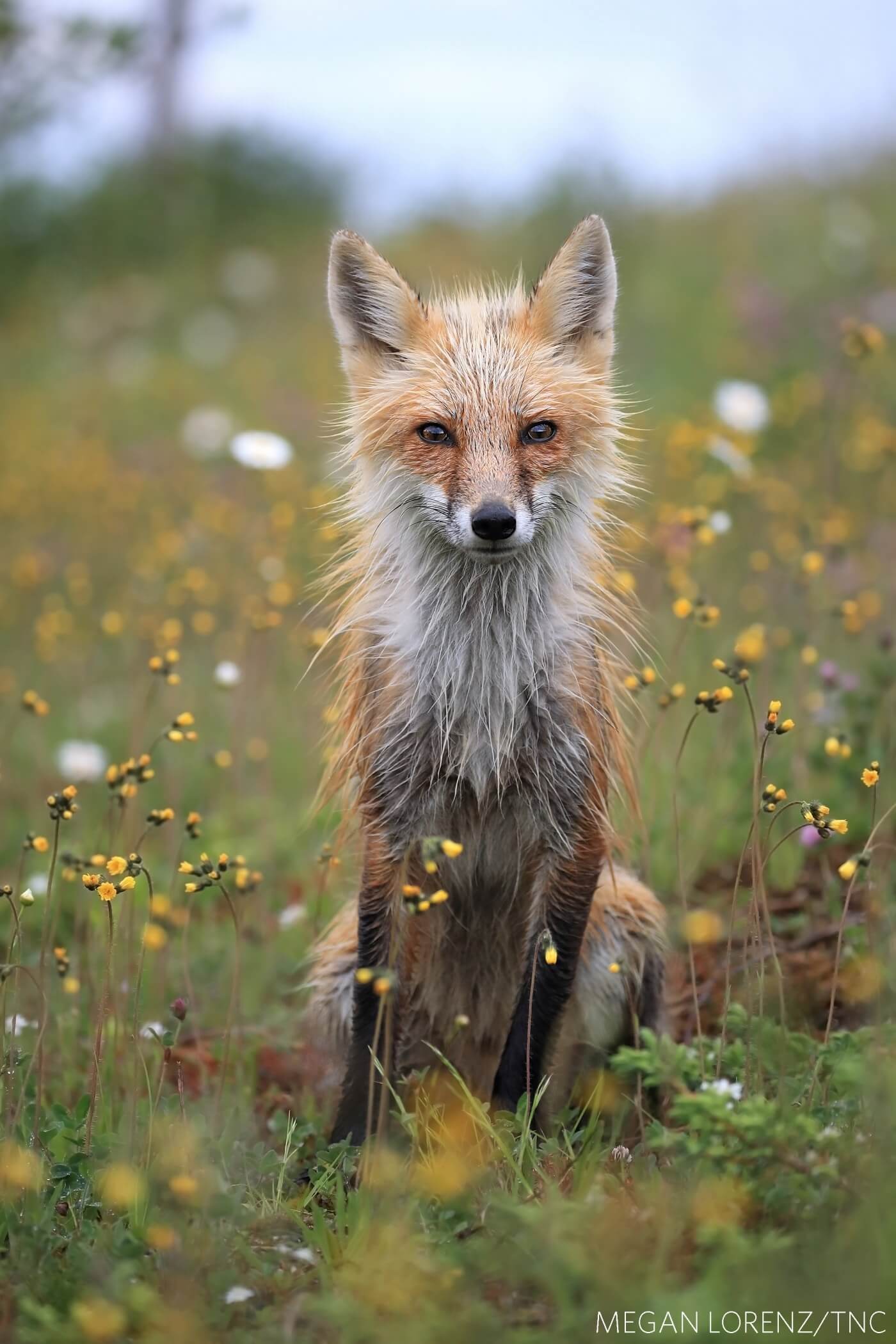 Winners of The Nature Conservancy 2018 Global Photo Contest 6 (1)