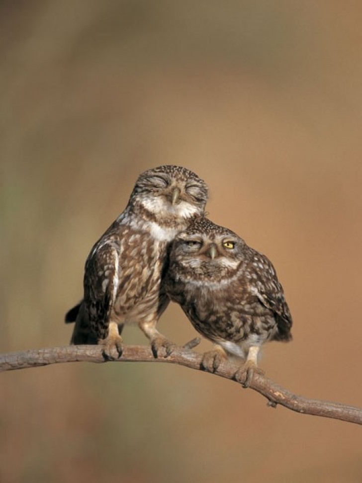 40 Photos Of Animals In Love That Can Melt Even A Frozen Heart