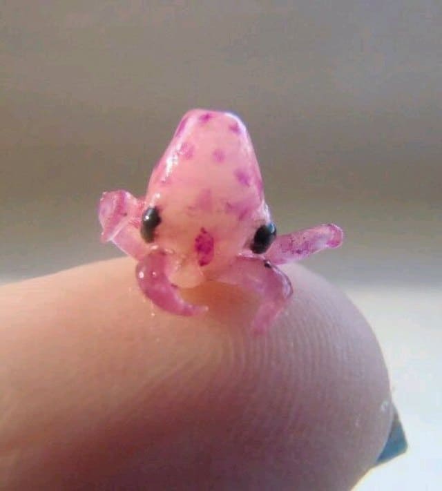 Tiny Baby Animals