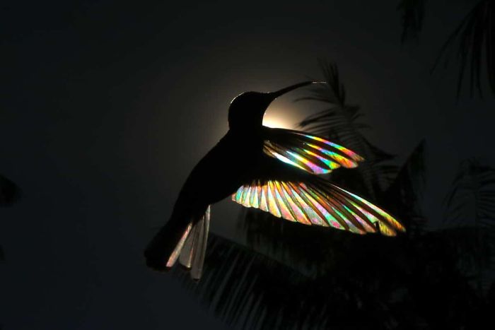 Hummingbird Wings Rainbow Light by Christian Spencer