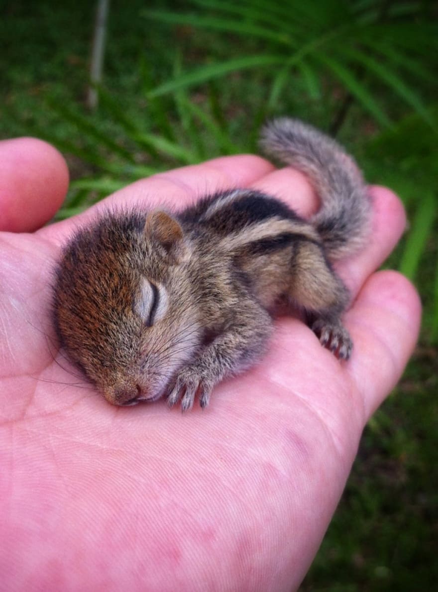 Tiny Baby Animals