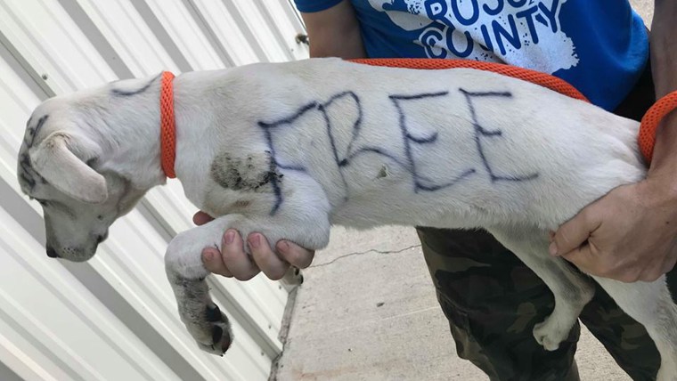 Dog abandoned with writing all over her body