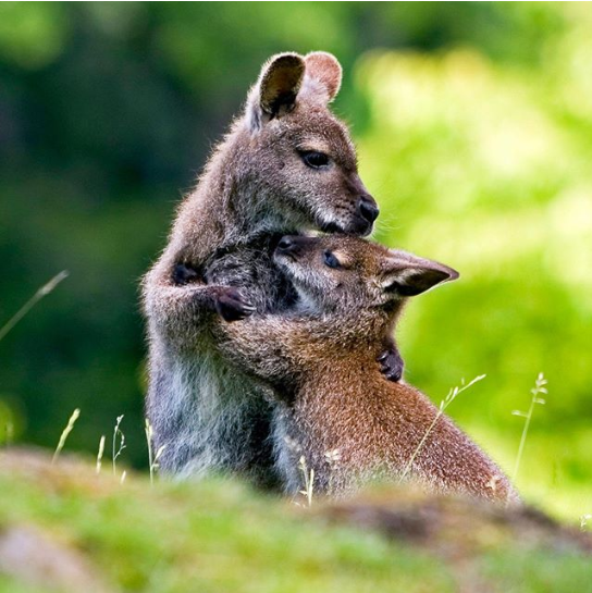 40 Photos Of Animals In Love That Can Melt Even A Frozen Heart