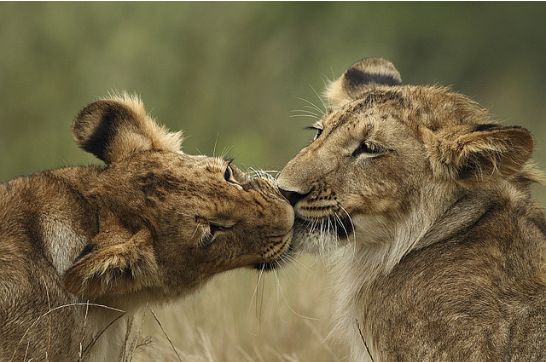 40 Photos Of Animals In Love That Can Melt Even A Frozen Heart