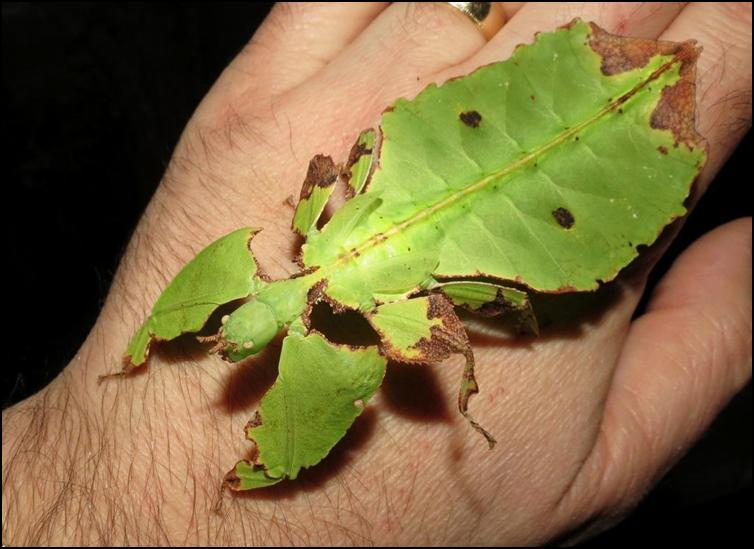 Leaf beetles are shaped like leaves