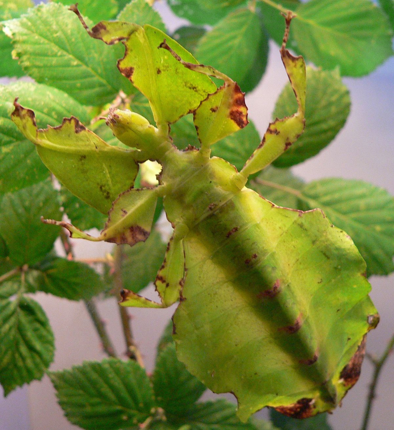 leaf beetle