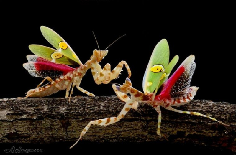 Mantises are brightly colored