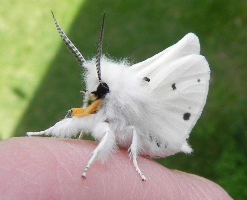 Poodle butterfly