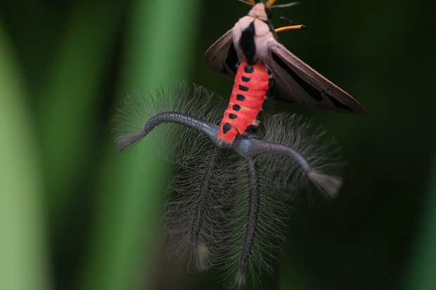 Butterflies have a strange appearance