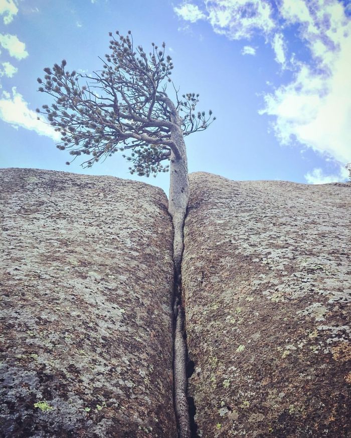 Trees That Refused To Die