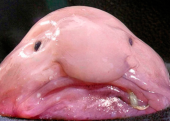 Blob fish seen from the front