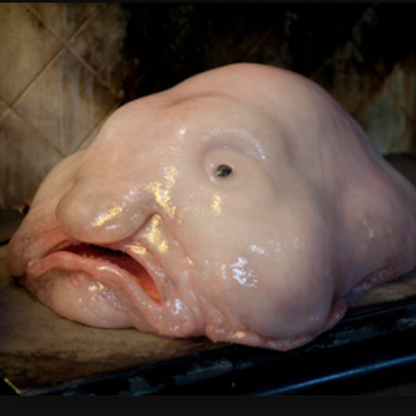 Blob . fish