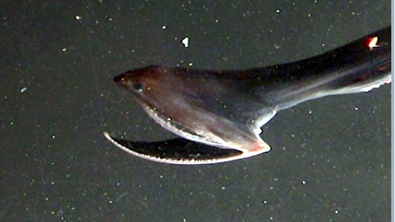 Pelican eel