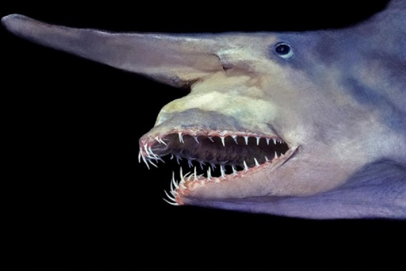 Goblin shark has a long nose like a bird's beak