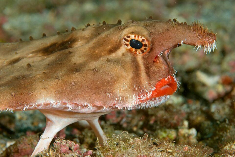 Pink lip bat fish