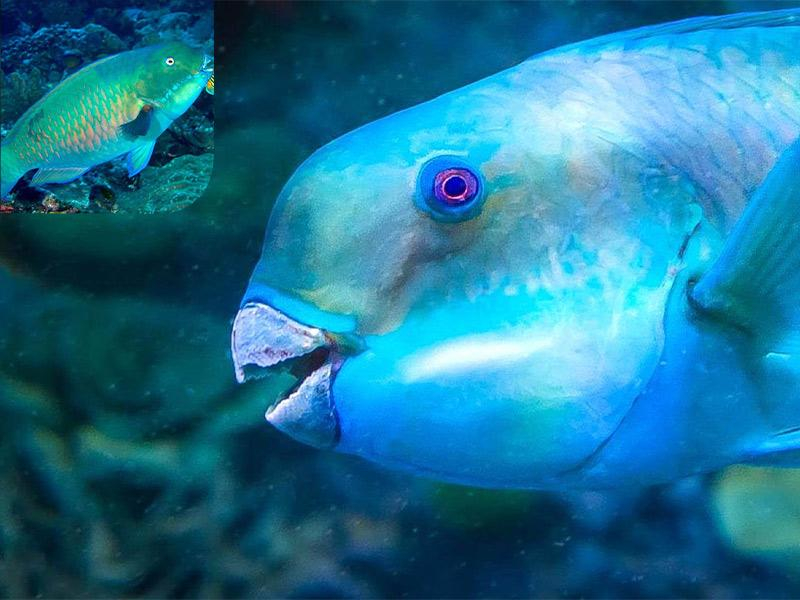 Blue parrot fish