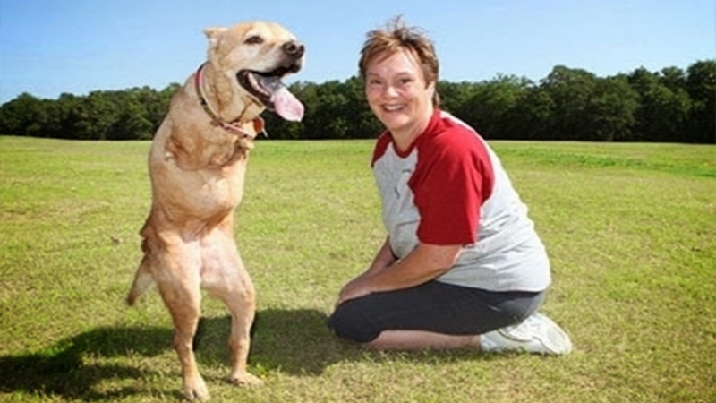 Faith dog with only 2 hind legs is very cute