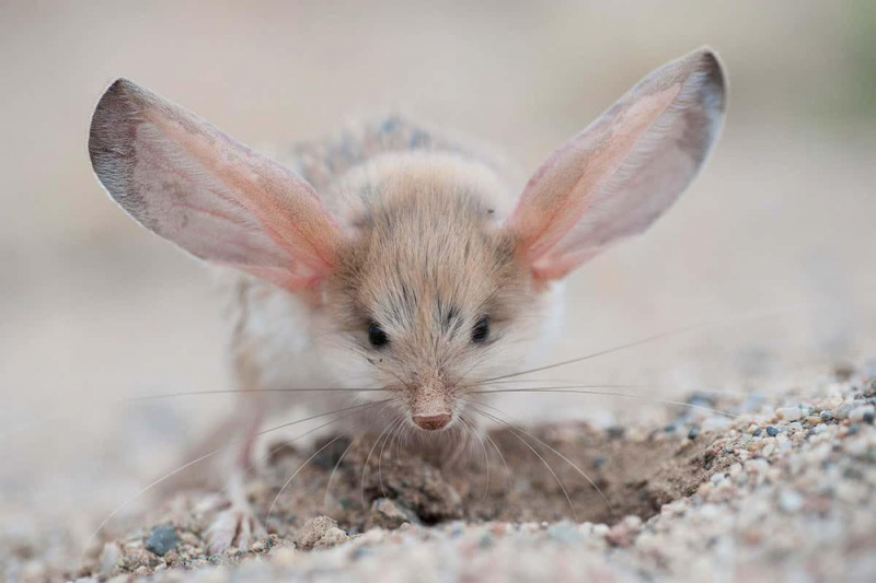 Gobi Jerboa Mouse has big ears