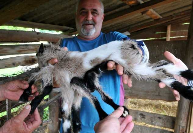 Strange Spider Goat has 8 legs