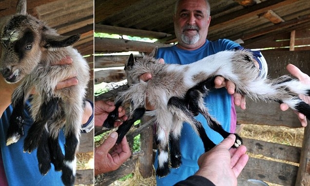 Eight-legged Spider Goat in Croatia